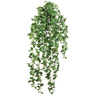 Fittonia-Suspendue-85cm-fausse-plante