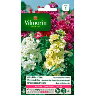 vilmorin-giroflée-été-quarantaine-variée-entretien-du-jardin-semences-de-fleur