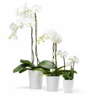 ecopots-morinda-pure-white-ronde-bloempot-orchidee-decoratie