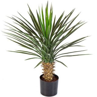 Yucca-Rostrata-Plant-Kunstplant-verschillende-afmetingen