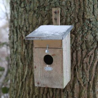 Nestkast-spreeuw-vogel-nest-huis-winter-boom