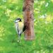 boomstam-voederstam-voedersilo-vogels-natuurlijk
