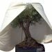 beschermhoes-olijfboom-tegen-vorst-mediterran-350-cm-x-o250-cm