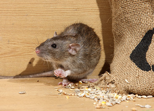 Lutter vous-même contre les souris dans votre maison