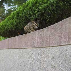 Wie isolatie vermijden Katten verjagen uit je tuin: hoe doe je dat?
